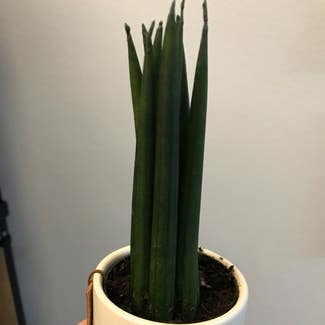 Cylindrical Snake Plant plant in St. Petersburg, Florida