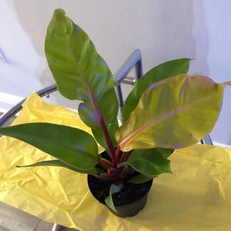 Blushing Philodendron plant in St. Petersburg, Florida