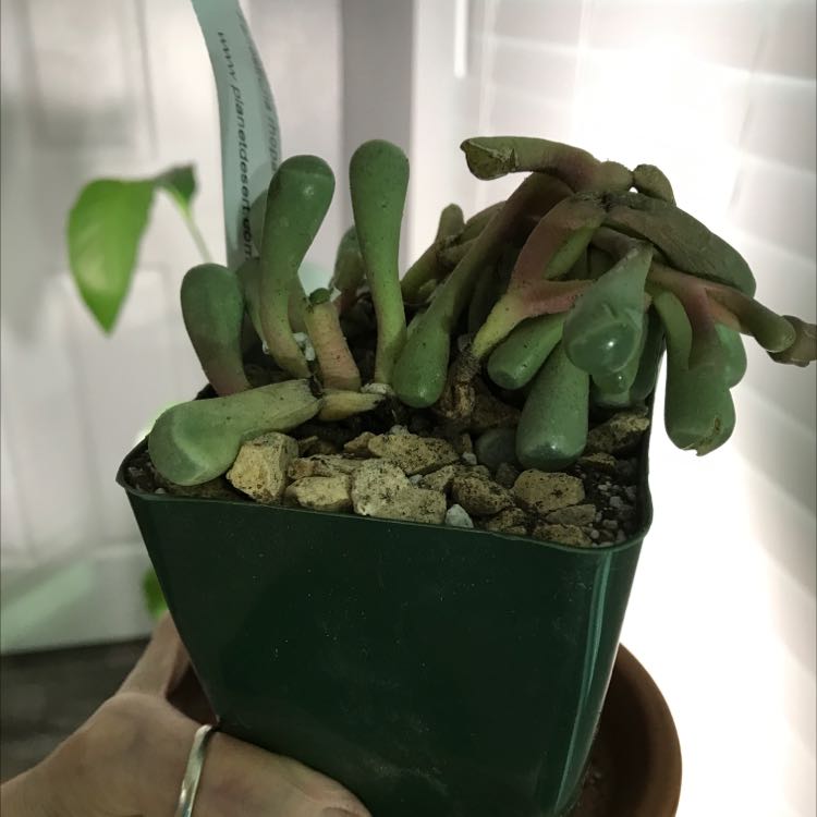 Baby Toes succulent in a green pot with some reddish-brown discoloration, held by a hand.