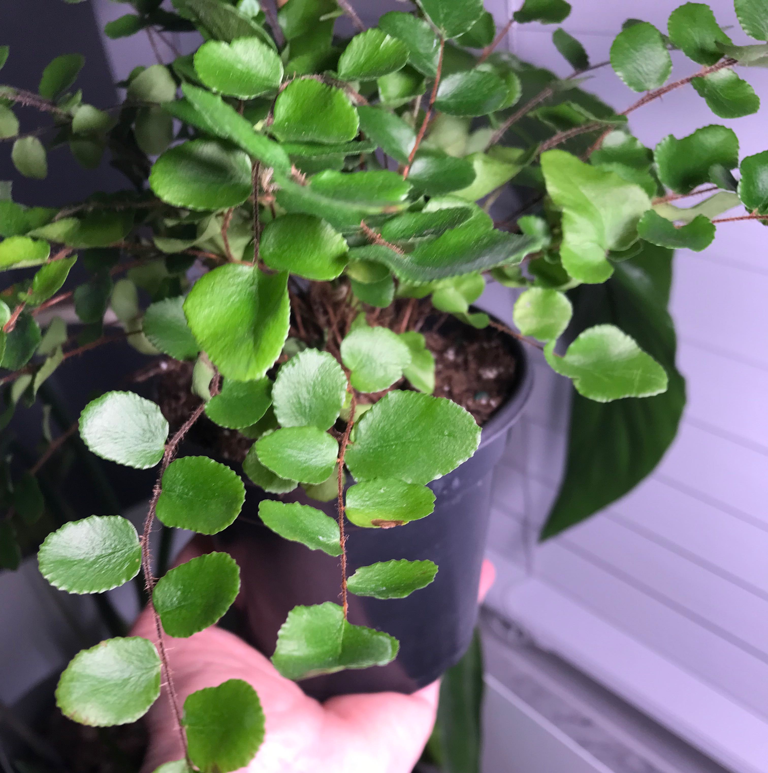 Pellaea rotundifolia plant in a pot held by a hand, with vibrant green leaves.