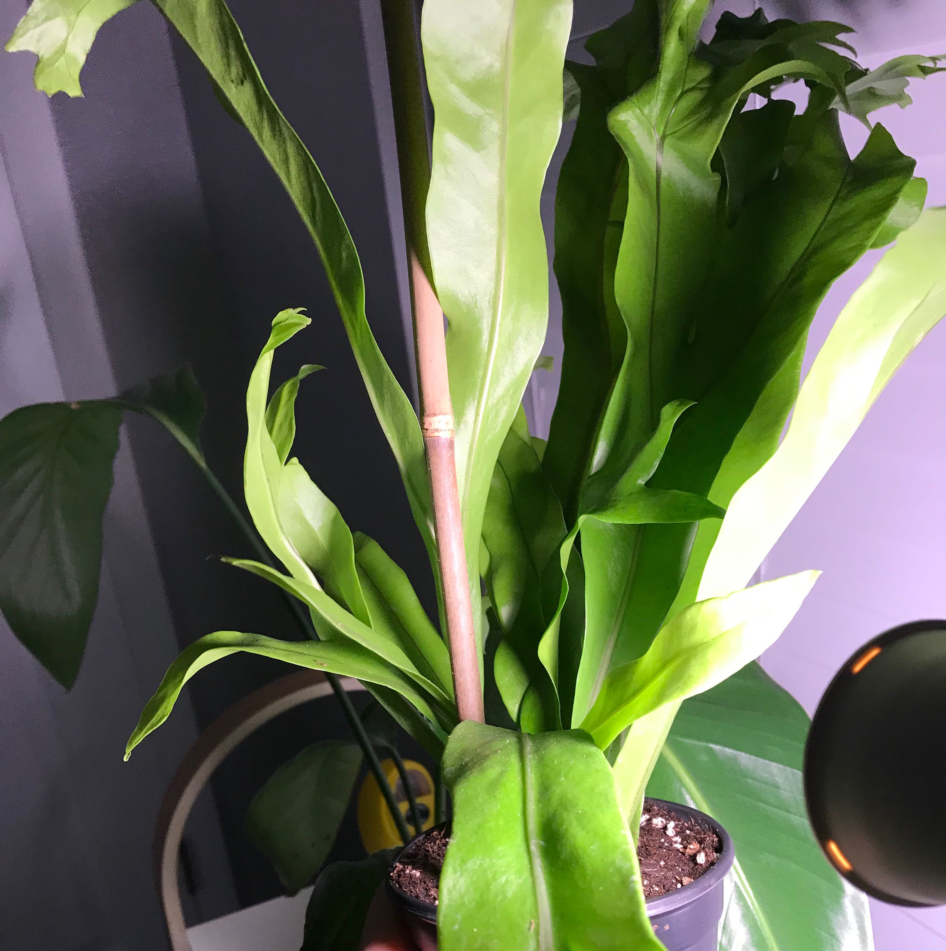 Photo of the plant species Green Flame by @Ms.Persnickety named Green Flame Fern ⚰️ on Greg, the plant care app
