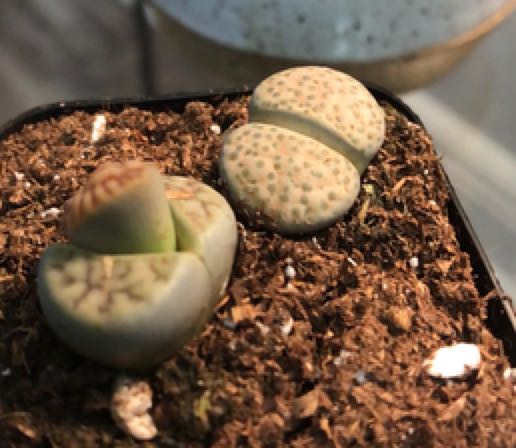 Photo of the plant species Rubra Lithops by @Ms.Persnickety named Lithops⚰️ on Greg, the plant care app