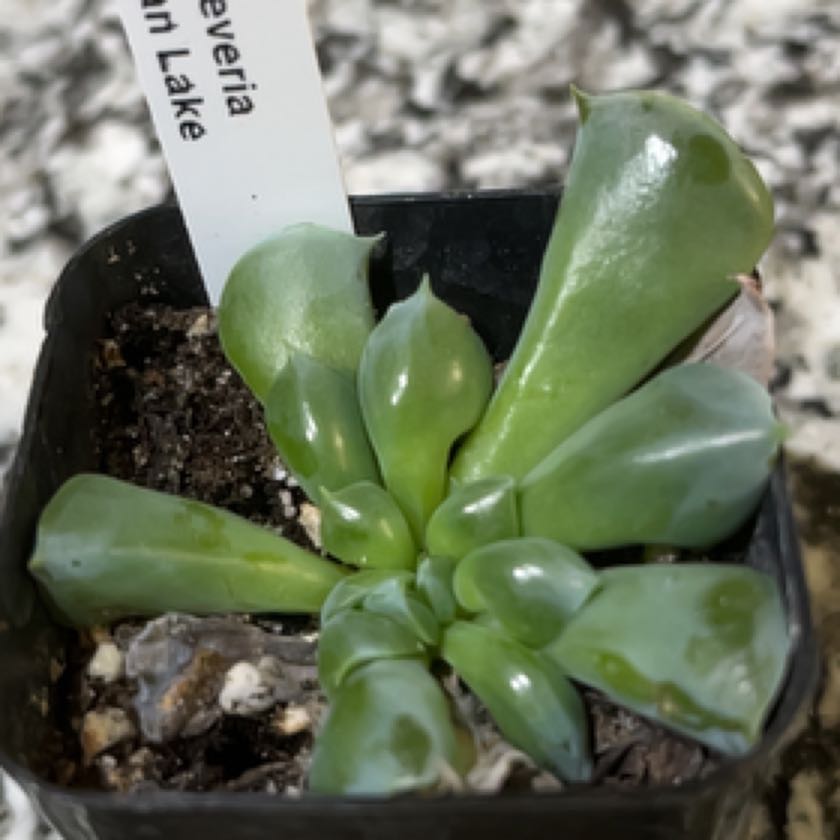 Photo of the plant species Swan Lake Echeveria by @Ms.Persnickety named Echeveria Swan Lake ⚰️ on Greg, the plant care app