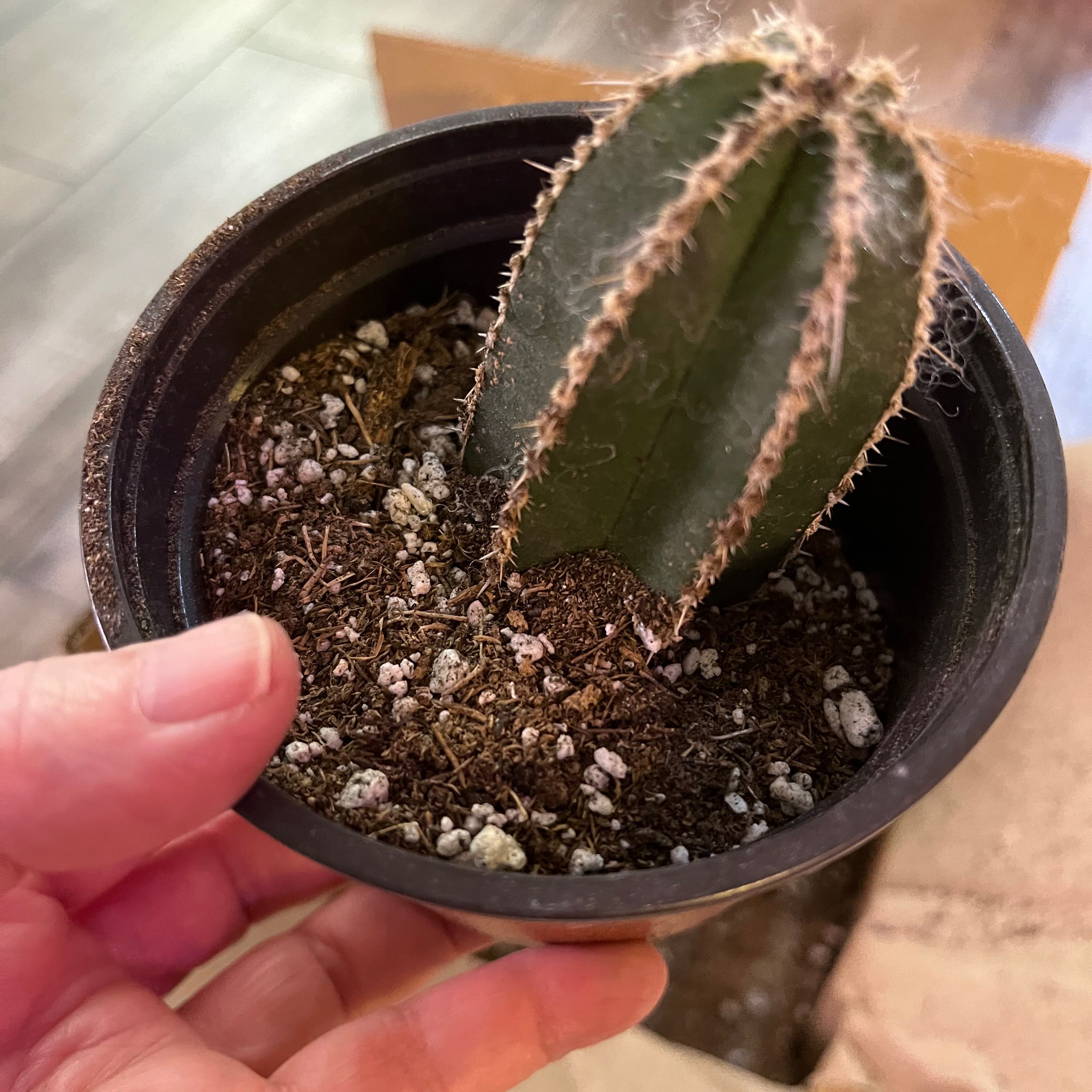 A healthy Mexican Fence Post Cactus in a pot with visible soil, held by a hand.