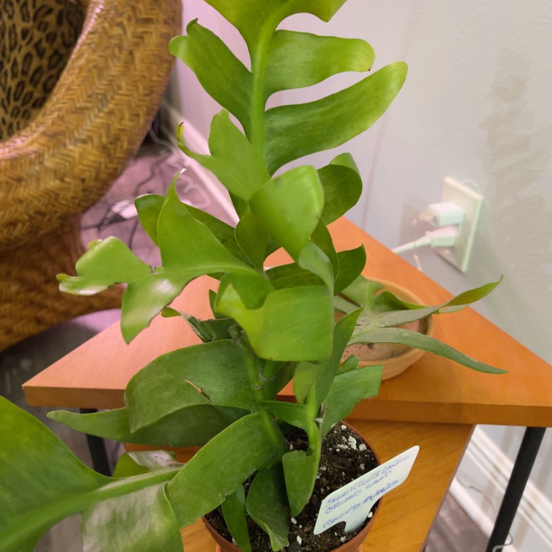 Healthy shark fin cactus with vibrant green leaves in a pot on a wooden table.