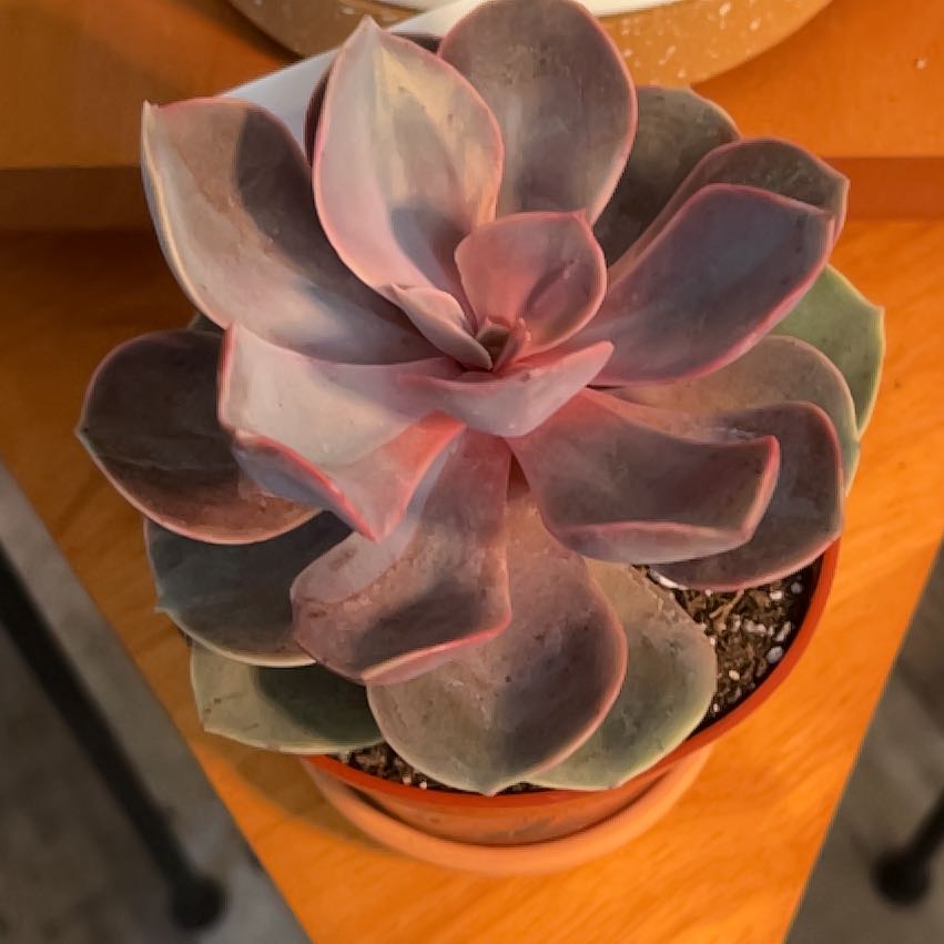 Potted Echeveria 'Purple Pearl' succulent with vibrant purple leaves.
