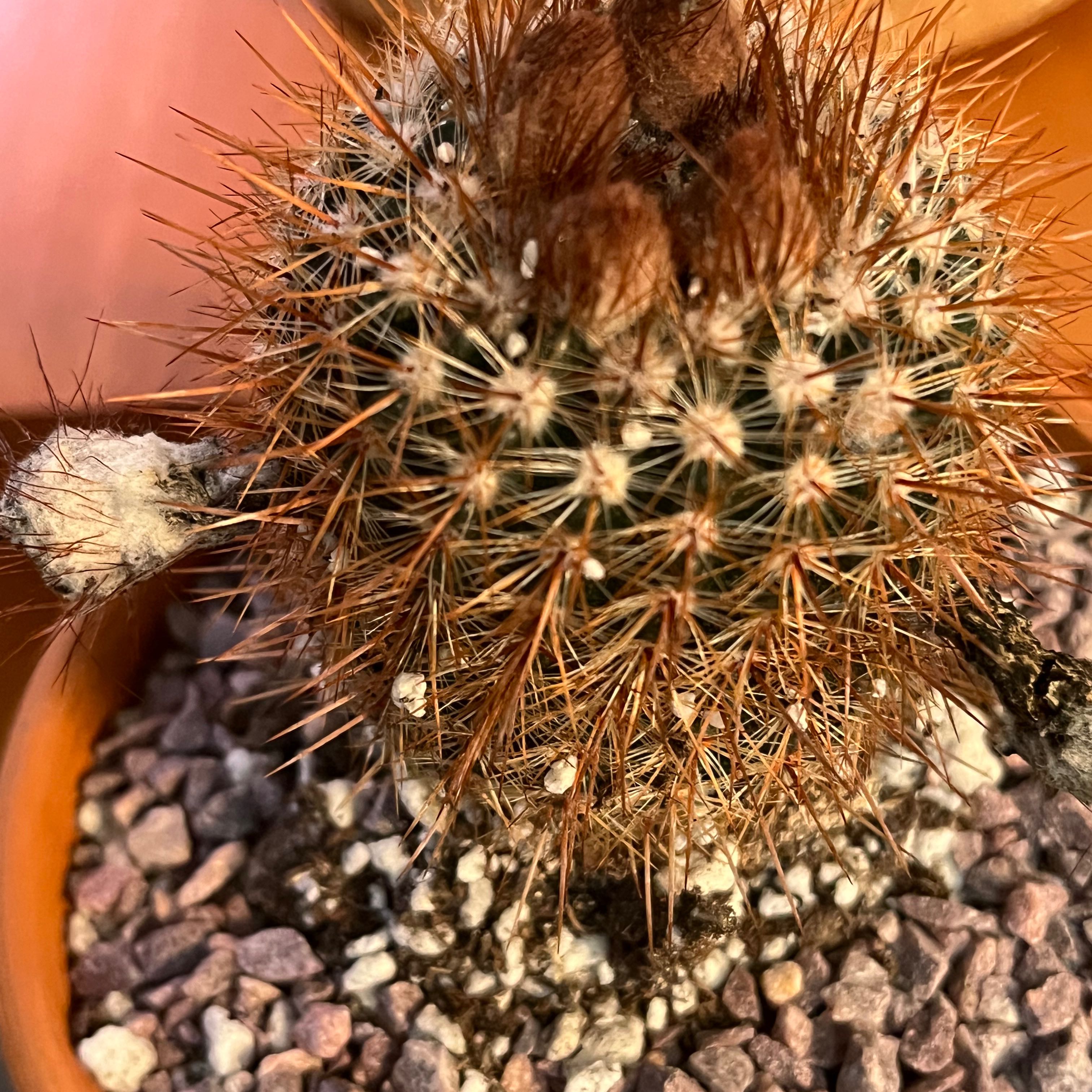 Parodia x erubescens cactus in a pot with visible soil and spines.