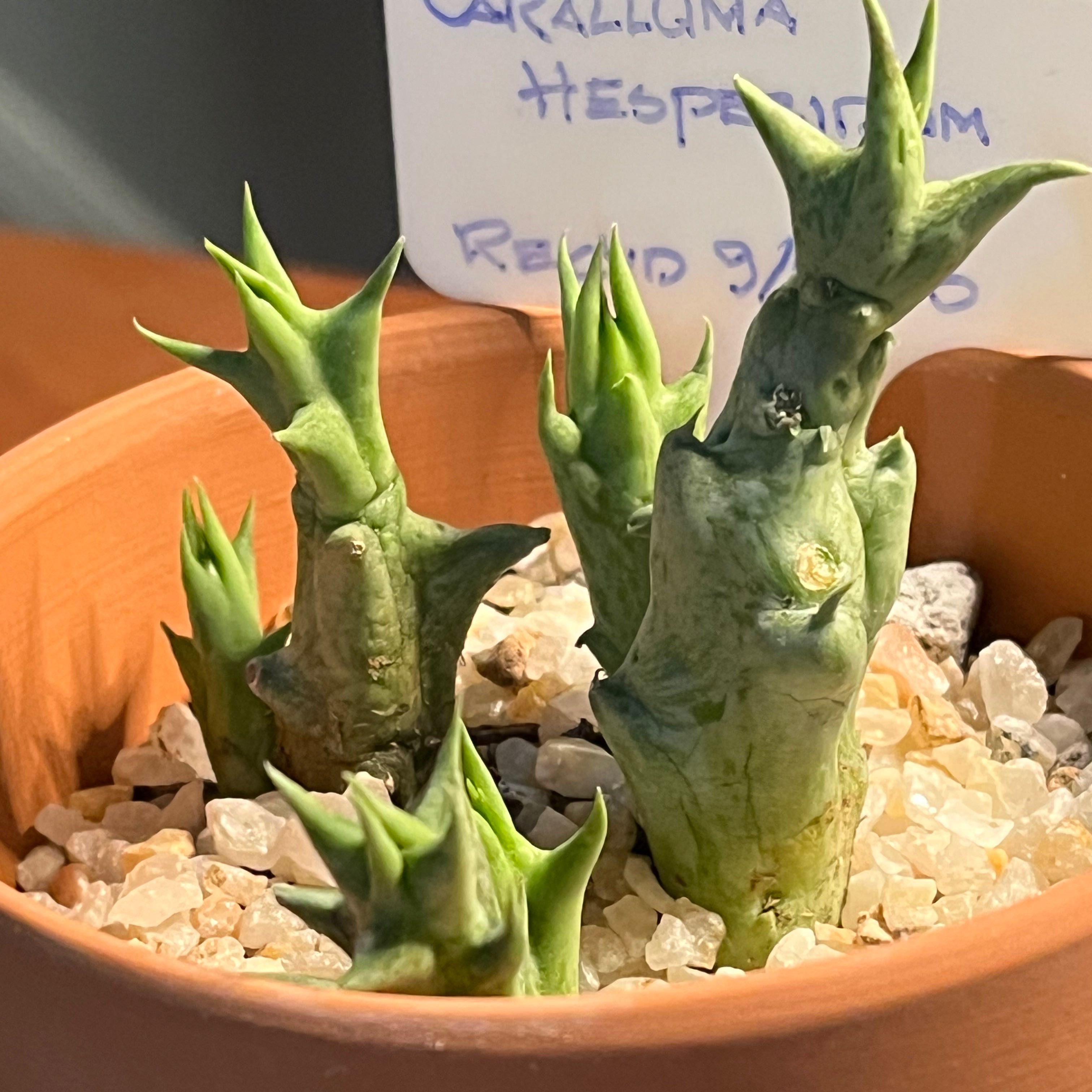 Photo of the plant species shrimp clamp by @Ms.Persnickety named Caralluma ⚰️ on Greg, the plant care app