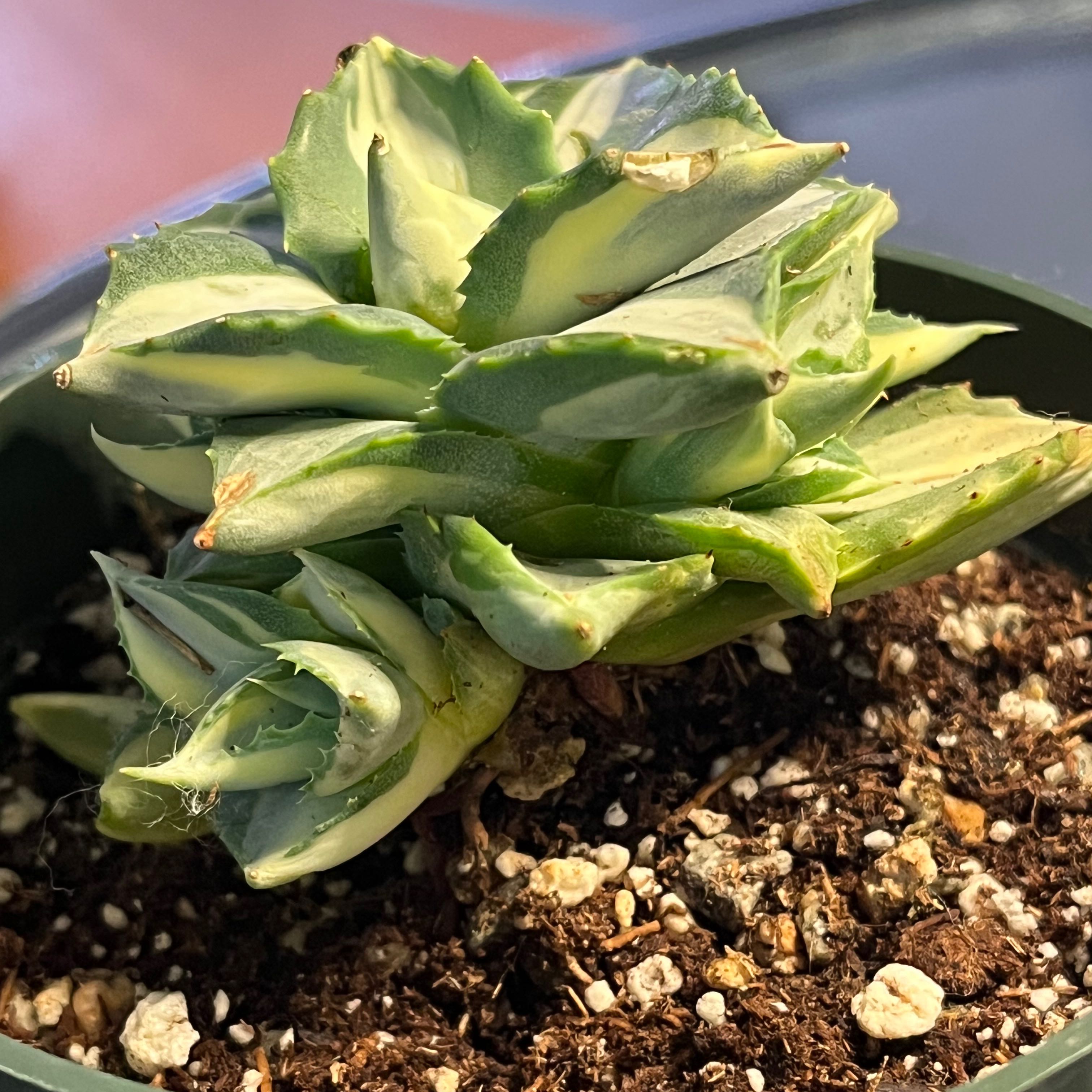 Photo of the plant species Dwarf Butterfly Agave by @Ms.Persnickety named Agave Isthmensis ⚰️ on Greg, the plant care app
