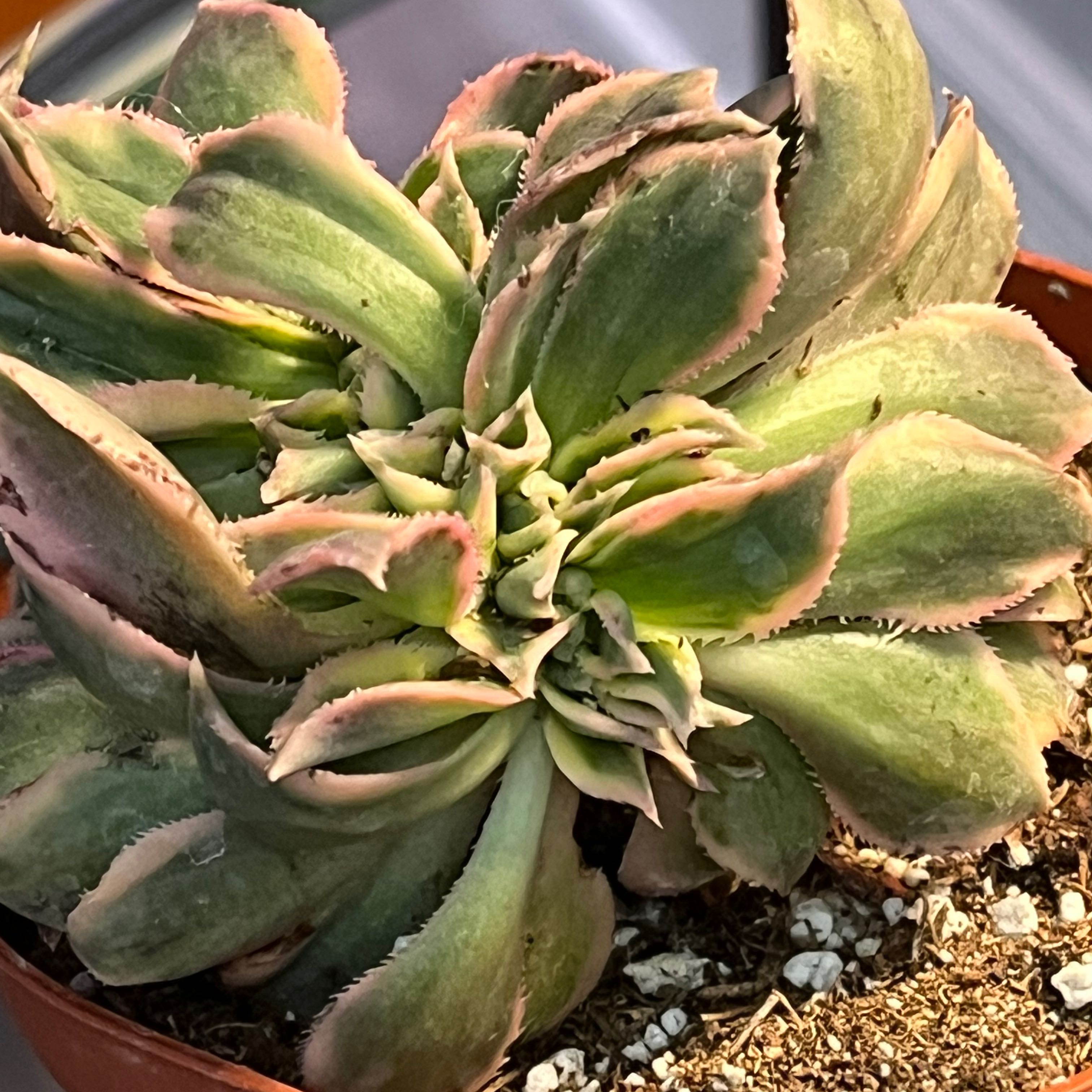 Photo of the plant species Aeonium 'Sunburst Cristatum' by @Ms.Persnickety named Crested Aeonium Sunburst V. ⚰️ on Greg, the plant care app