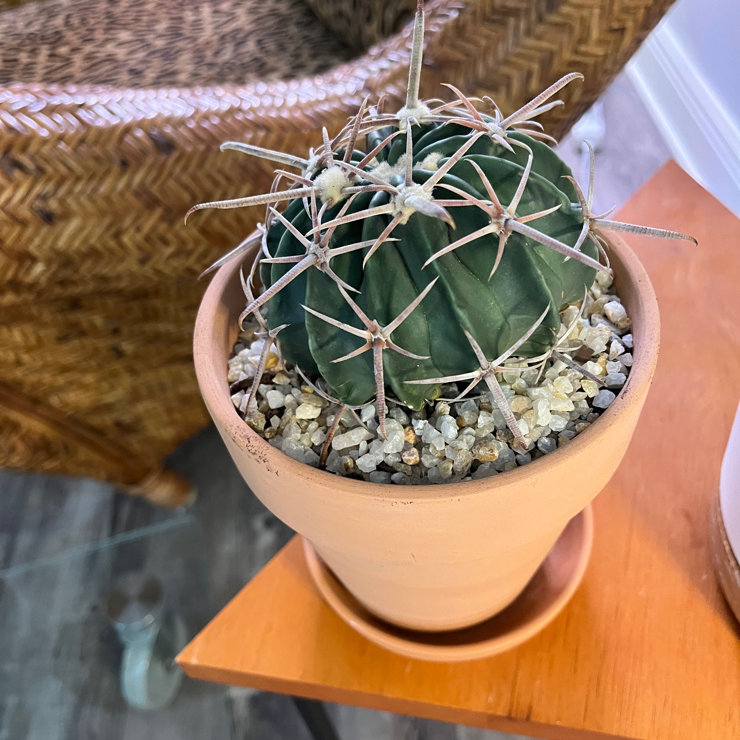 Plant care for Homalocephala on Greg, the plant care app