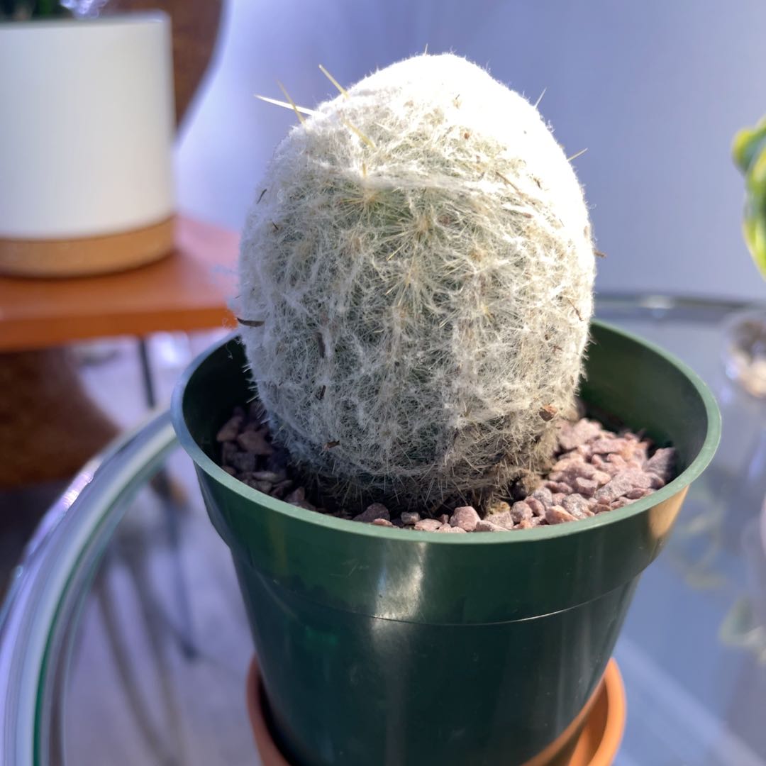Peruvian Old Lady Cactus in a small pot, well-framed and in focus.