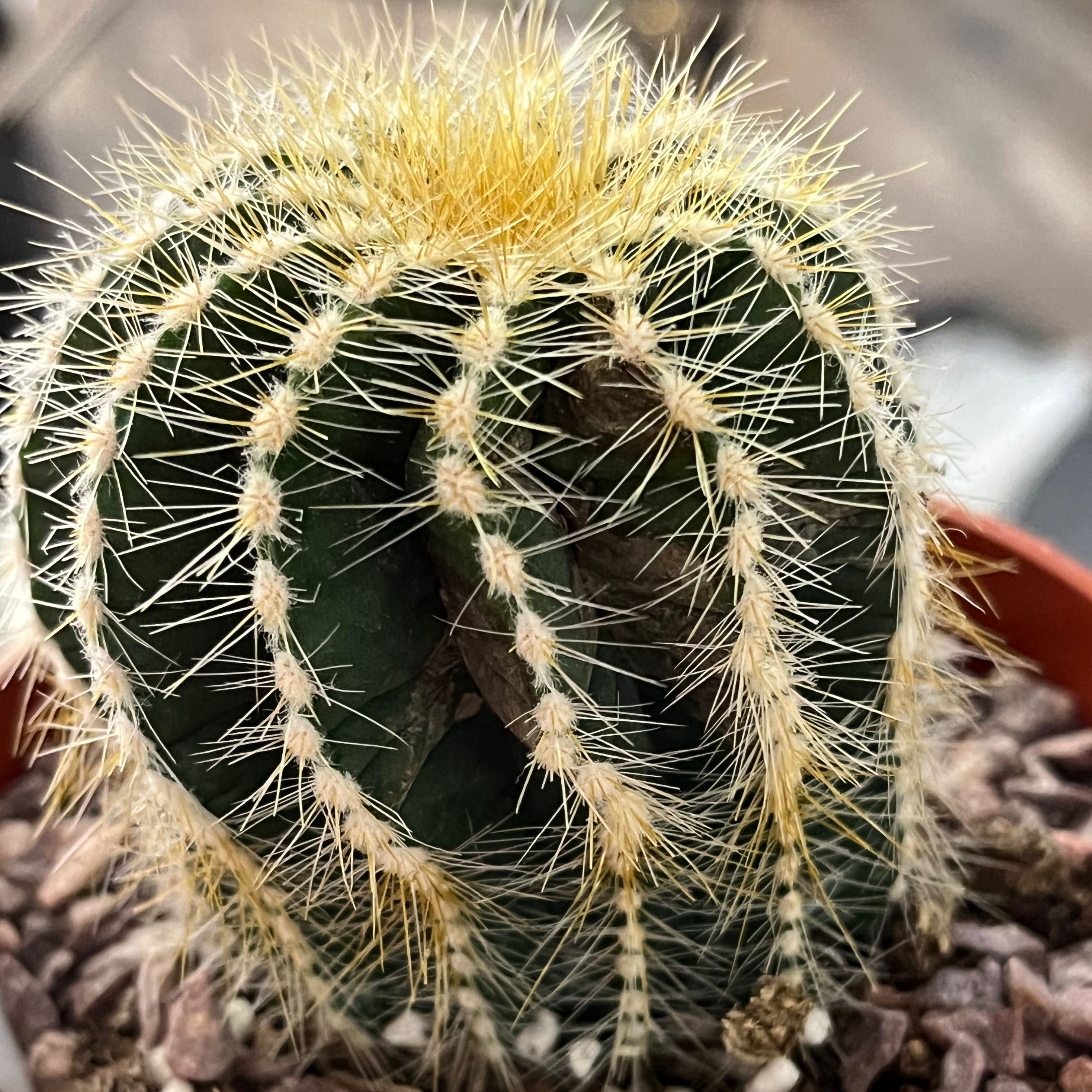 Close-up of a Balloon Cactus in a pot with visible spines and healthy green body.