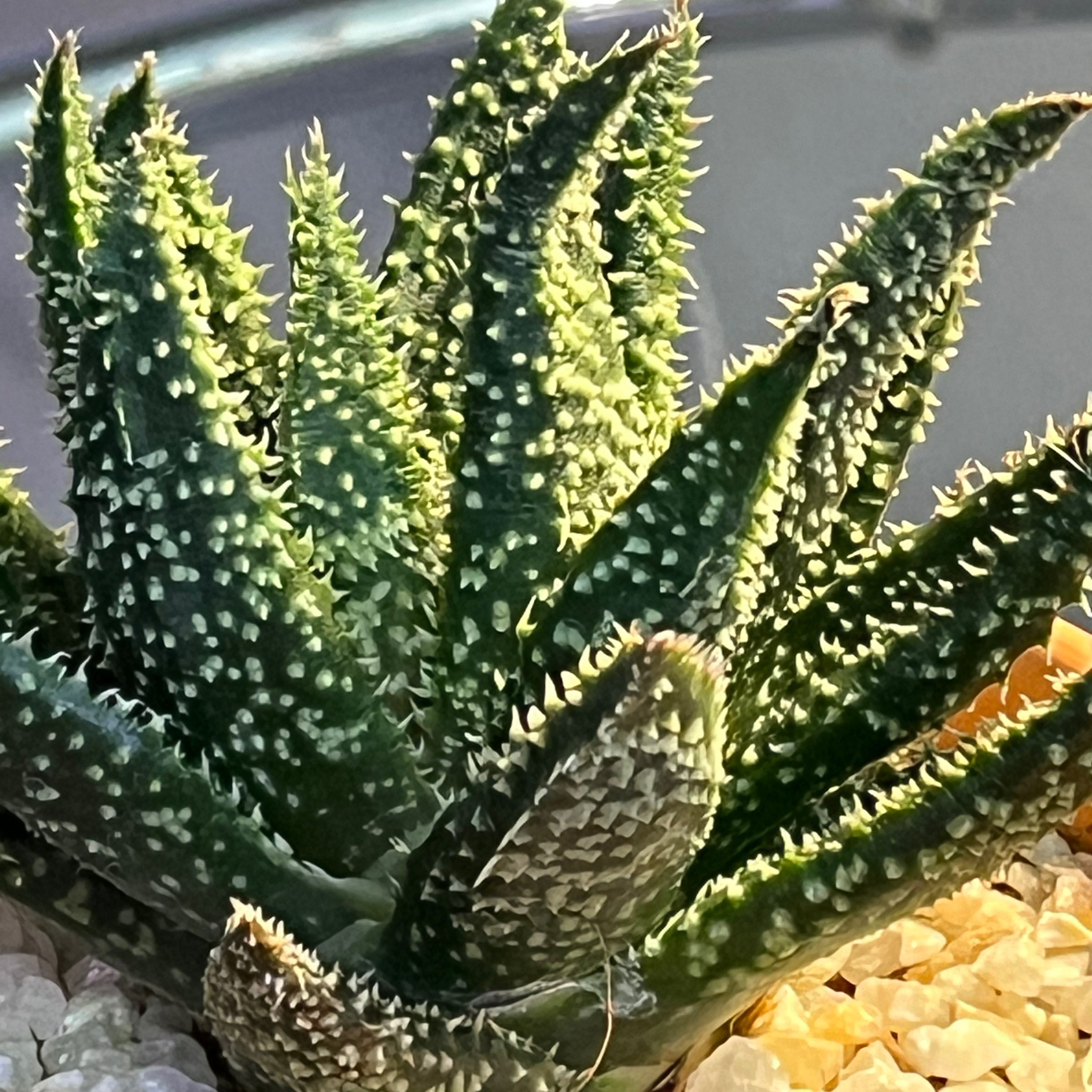 Photo of the plant species Gasteraloe 'Tarantula' by @Ms.Persnickety named Tarantula Aloe ⚰️ on Greg, the plant care app