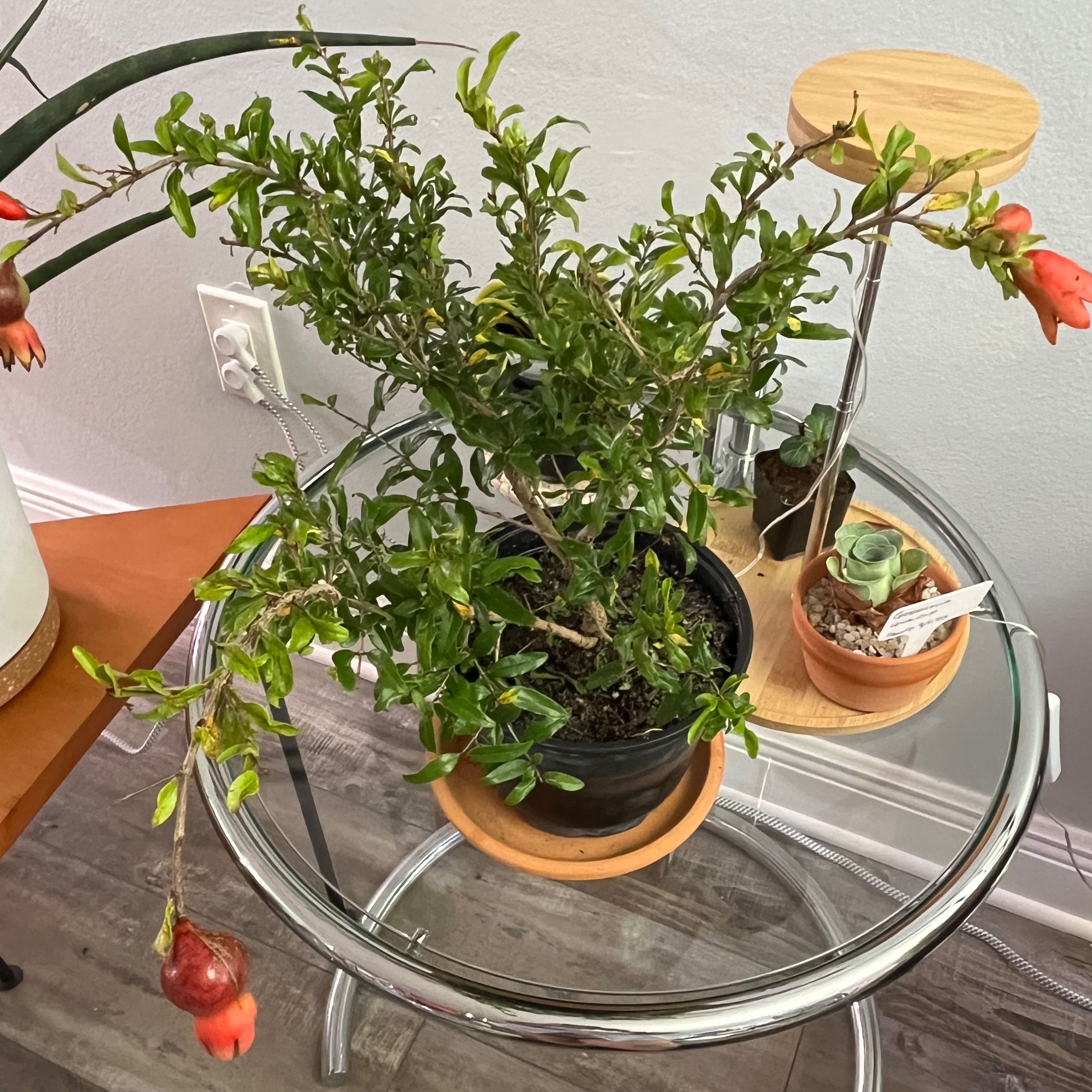 Pomegranate uploaded to the Greg plant app by @Ms.Persnickety