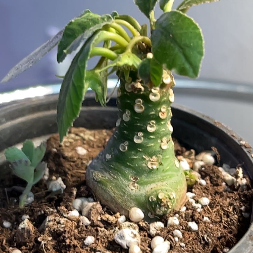 Photo of the plant species Dorstenia foetida by @Ms.Persnickety named Shield Flower on Greg, the plant care app