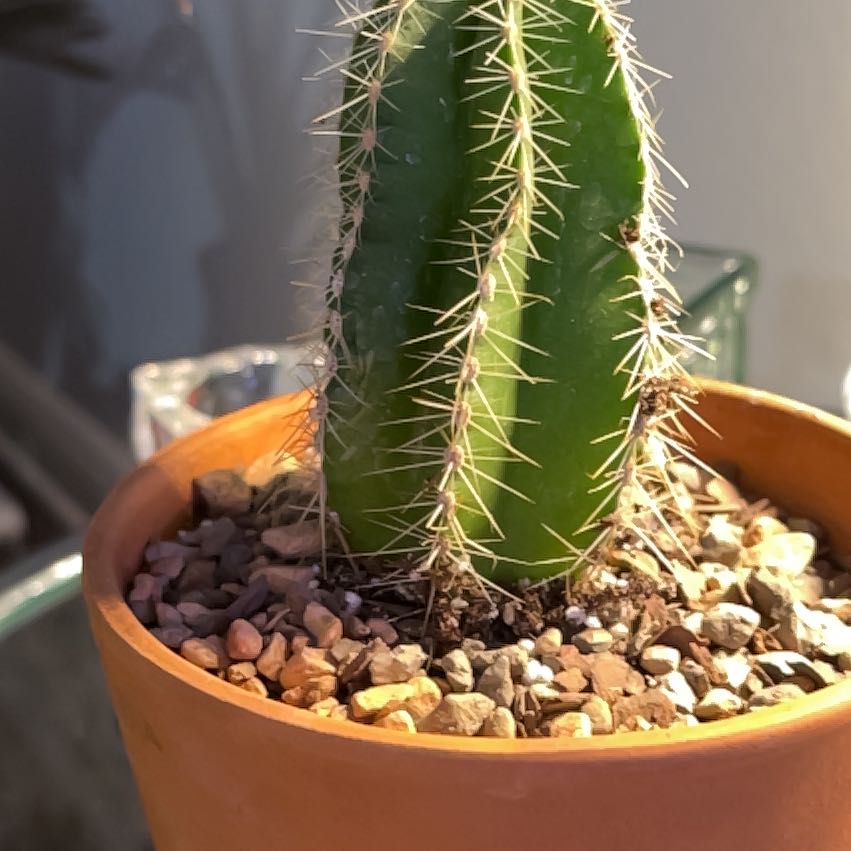 Photo of the plant species Isolatocereus dumortieri by @Ms.Persnickety named Isolatocereus Dumortieri on Greg, the plant care app