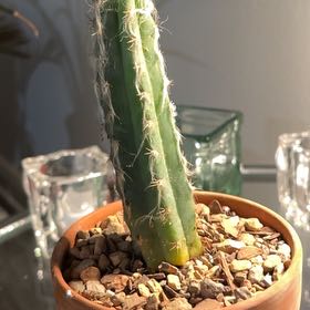 Photo of the plant species Palmer's Pilosocereus by @Ms.Persnickety named Pilosocereus Cephalocereus palmeri on Greg, the plant care app