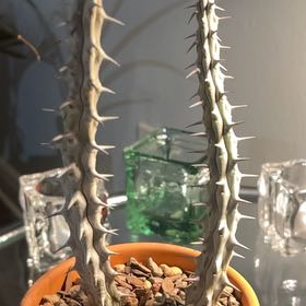 Photo of the plant species Madagascar Ocotillo 'Album' by @Ms.Persnickety named Madagascas Ocotillo 2.0 on Greg, the plant care app