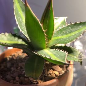 Photo of the plant species Agave lophantha by @Ms.Persnickety named Agave Lophantha Splendida on Greg, the plant care app