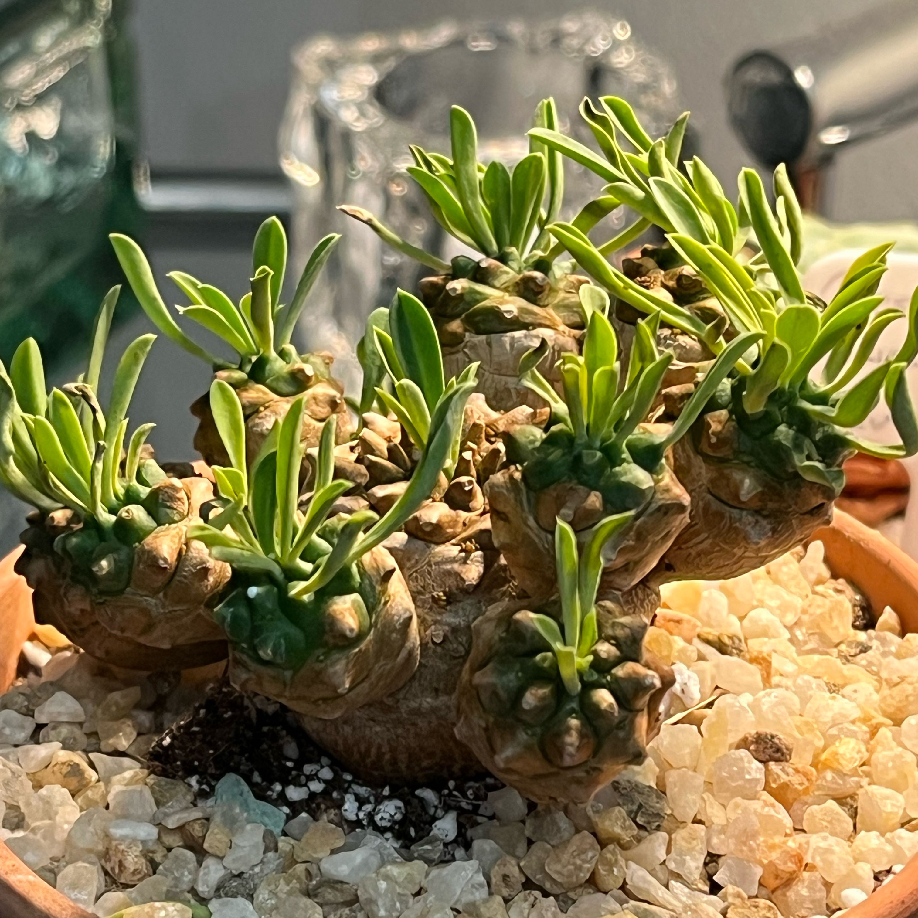 Photo of the plant species Euphorbia japonica by @Ms.Persnickety named Euphorbia Japonica on Greg, the plant care app