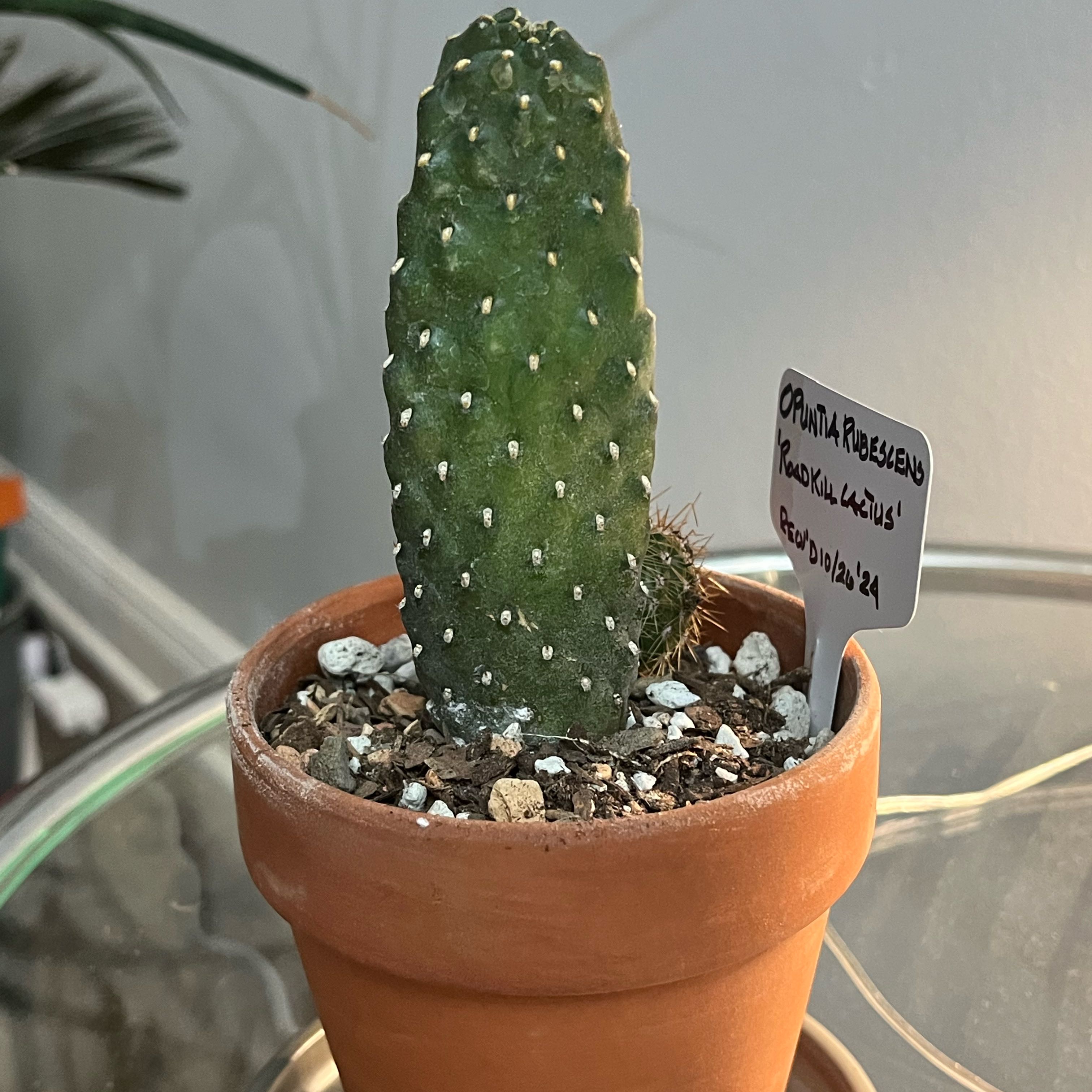 Photo of the plant species fig opuntia by @Ms.Persnickety named Road Kill Cactus on Greg, the plant care app