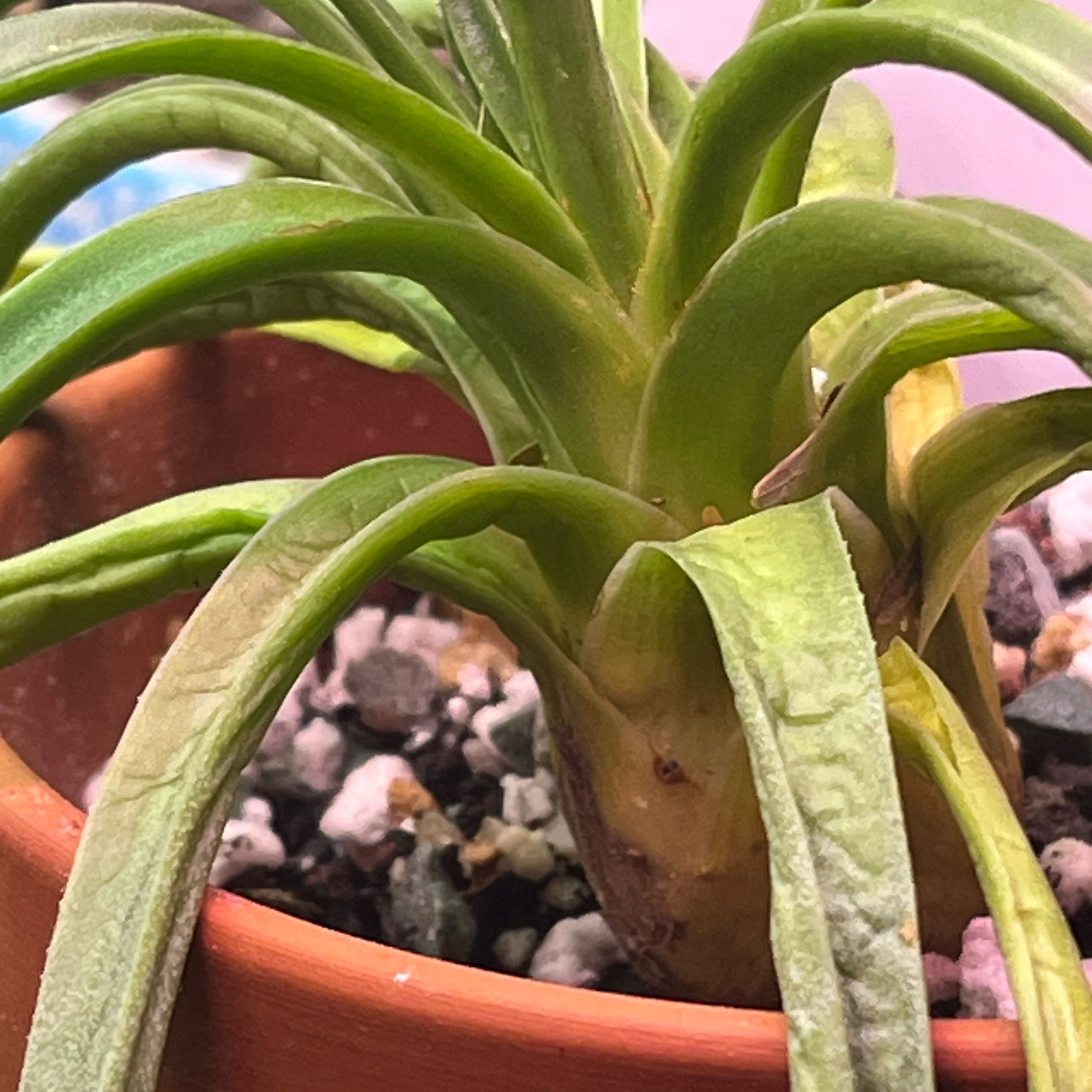 Photo of the plant species Mangave 'Mad About Mangave' by @Ms.Persnickety named Bad Hair Day Mangave⚰️ on Greg, the plant care app