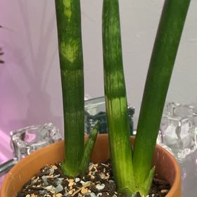 Photo of the plant species Variegated Starfish Snakeplant by @Ms.Persnickety named Starfish Sansevieria Boncel 2.1 on Greg, the plant care app
