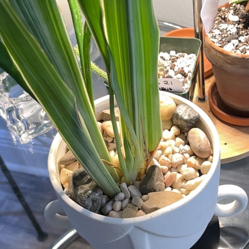 Photo of the plant species Metallica Snake Plant by @Ms.Persnickety named Sansevieria Sayuri .02 on Greg, the plant care app
