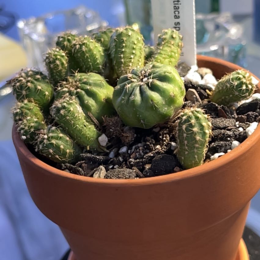 Photo of the plant species Matucana polzii by @Ms.Persnickety named Matucana sp polzii on Greg, the plant care app