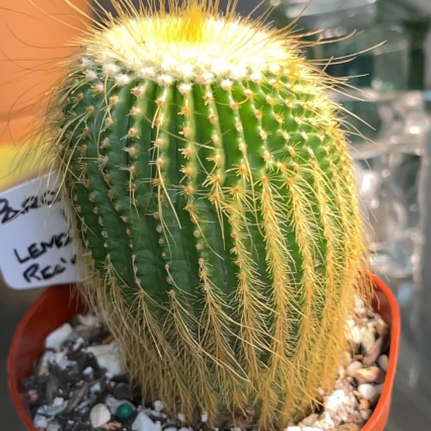 Photo of the plant species Lemon Ball Cactus by @Ms.Persnickety named Parodia Leninghausii on Greg, the plant care app
