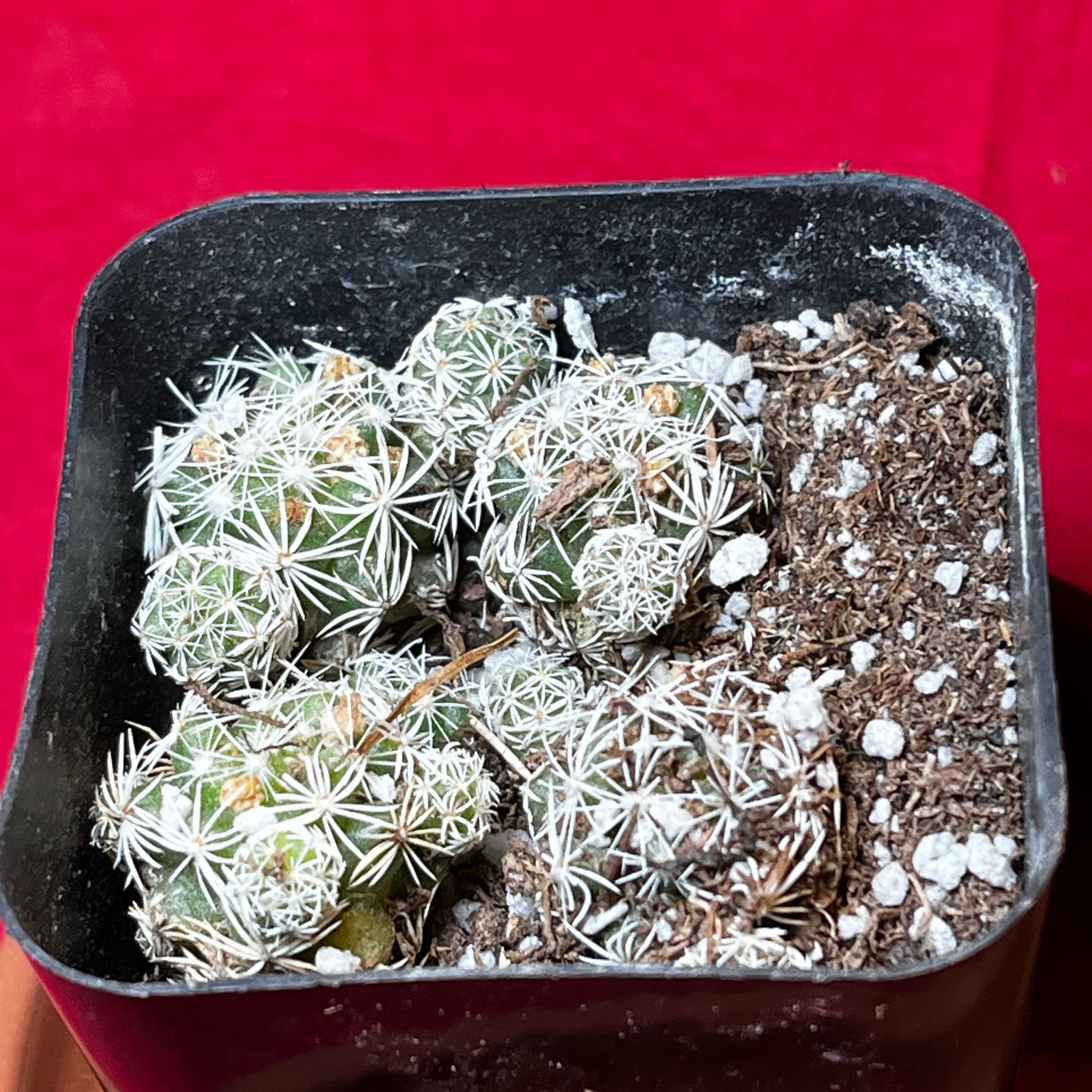 Photo of the plant species Thimble Cactus by @Ms.Persnickety named Mammillaria Gracilis fragilis on Greg, the plant care app