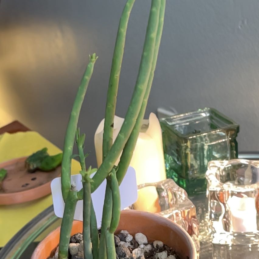 Photo of the plant species Pencil Milkbush by @Ms.Persnickety named Euphorbia Mauritanica on Greg, the plant care app