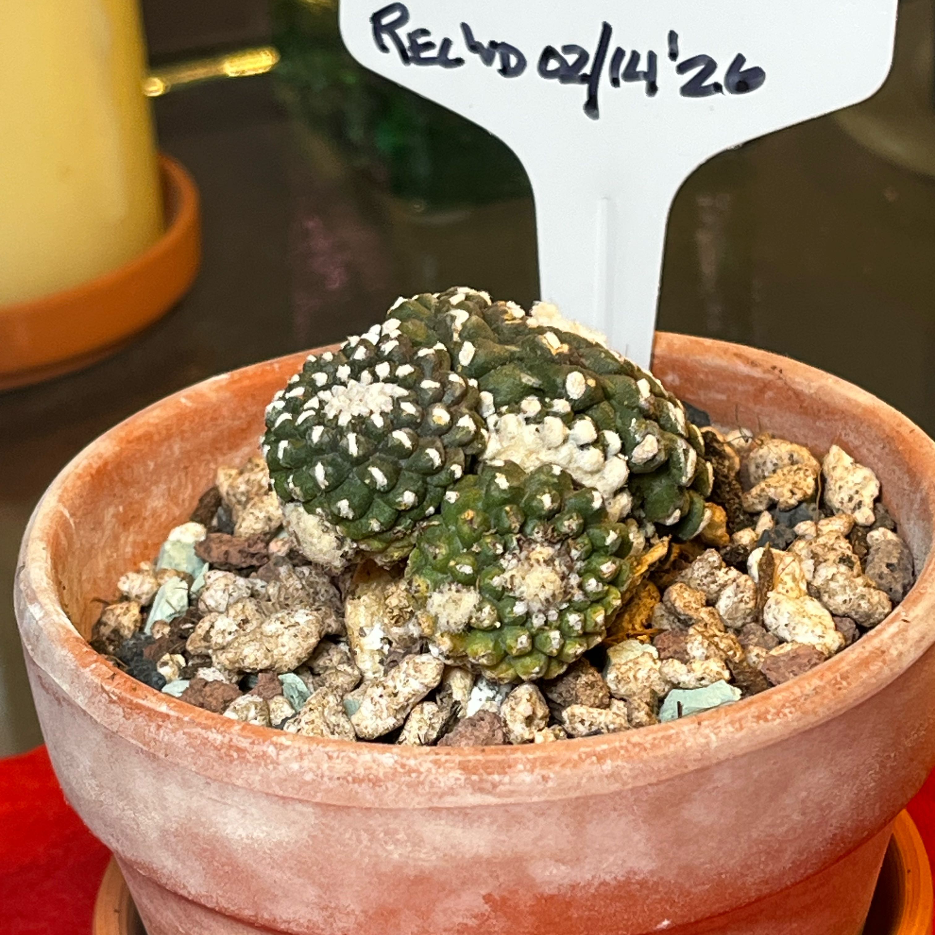 Photo of the plant species Copiapoa by @Ms.Persnickety named Copiapoa Tenuissima on Greg, the plant care app