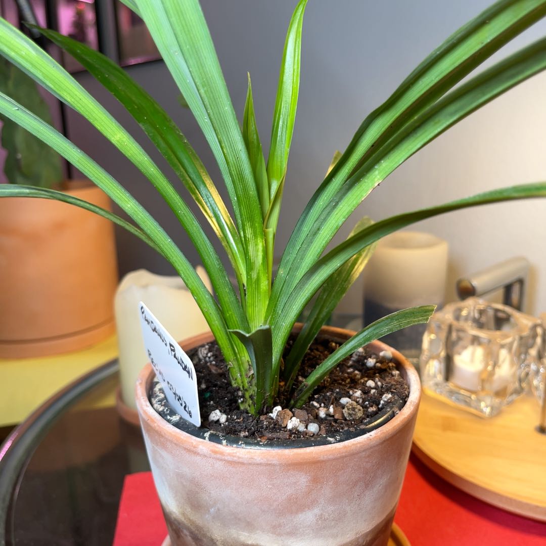 Photo of the plant species Pandan by @Ms.Persnickety named Pandanus Pandan on Greg, the plant care app