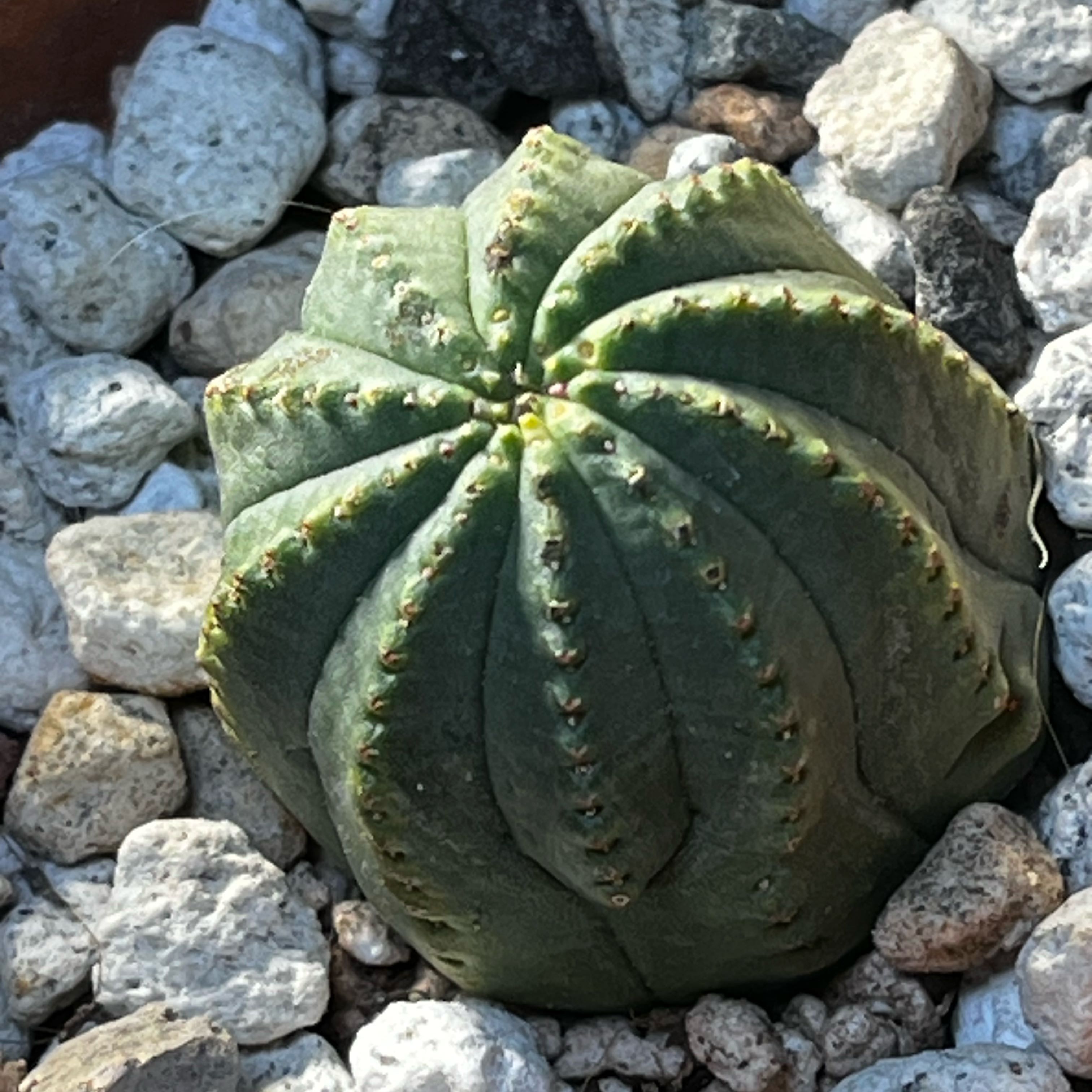 Photo of the plant species Baseball Plant by @Ms.Persnickety named Euphorbia obesa on Greg, the plant care app