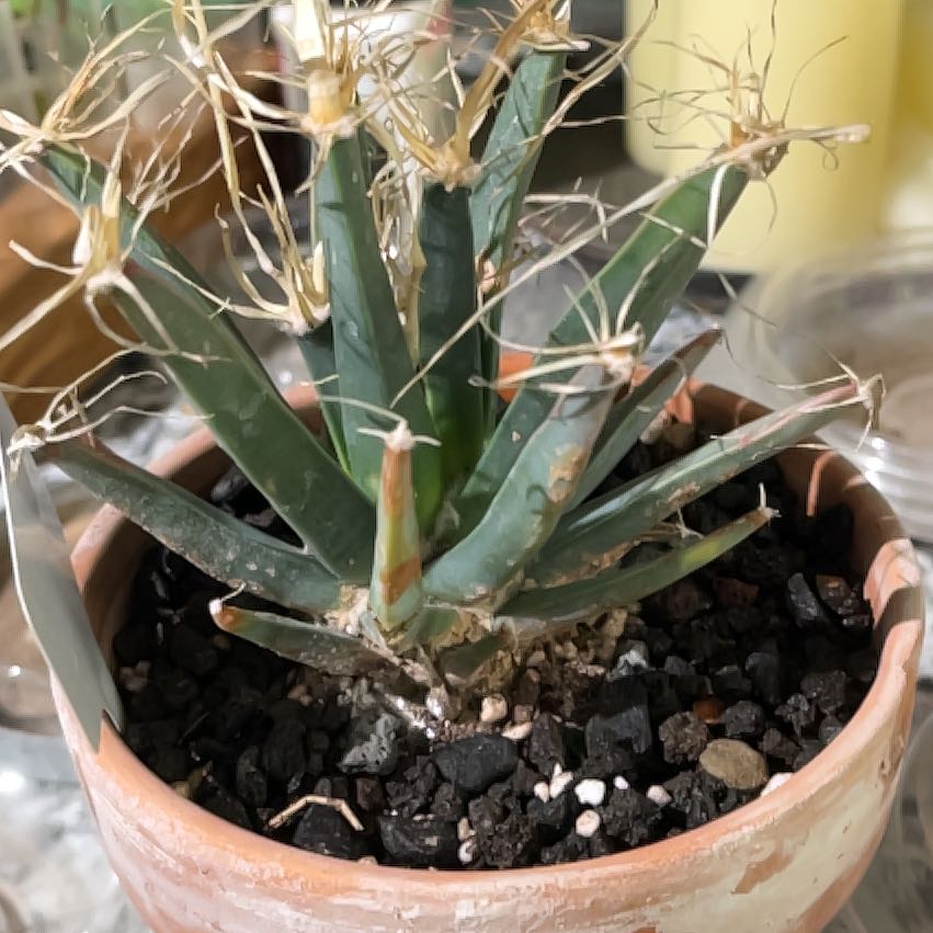 Photo of the plant species Agave Cactus by @Ms.Persnickety named Leuchtenbergia principis on Greg, the plant care app