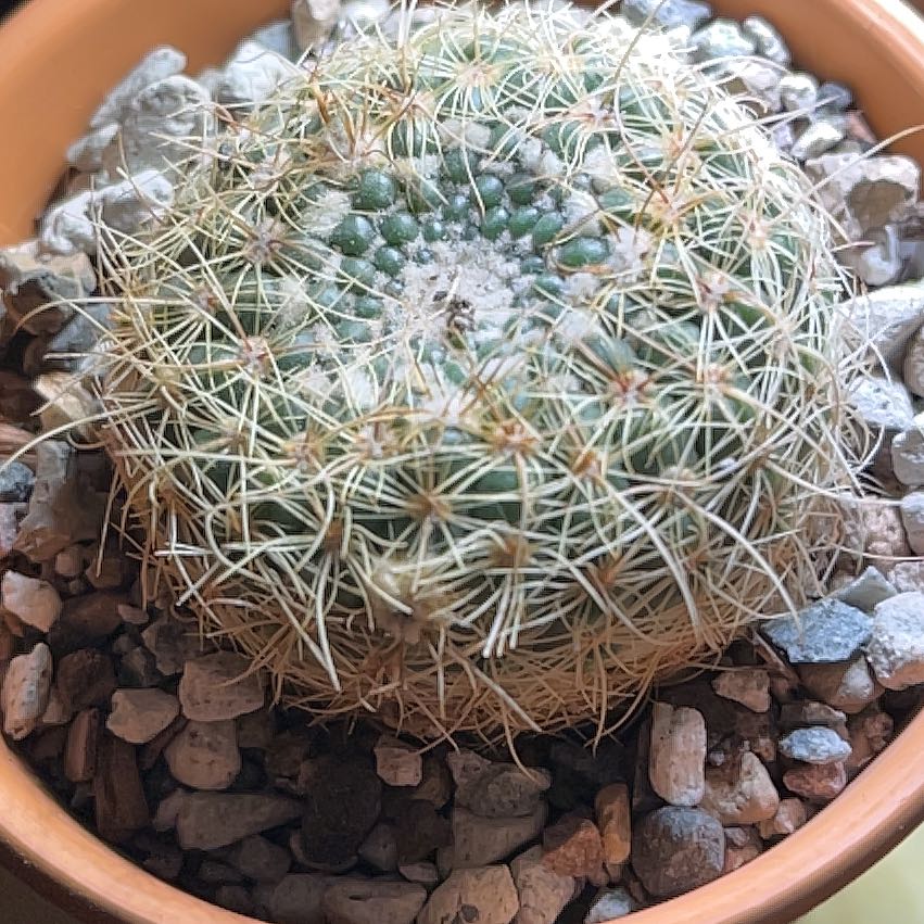 Photo of the plant species Notocactus elegans by @Ms.Persnickety named Notocactus Elegans on Greg, the plant care app