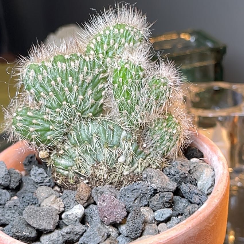Photo of the plant species Chain-Link Cholla by @Ms.Persnickety named Teddy Bear Cholla on Greg, the plant care app
