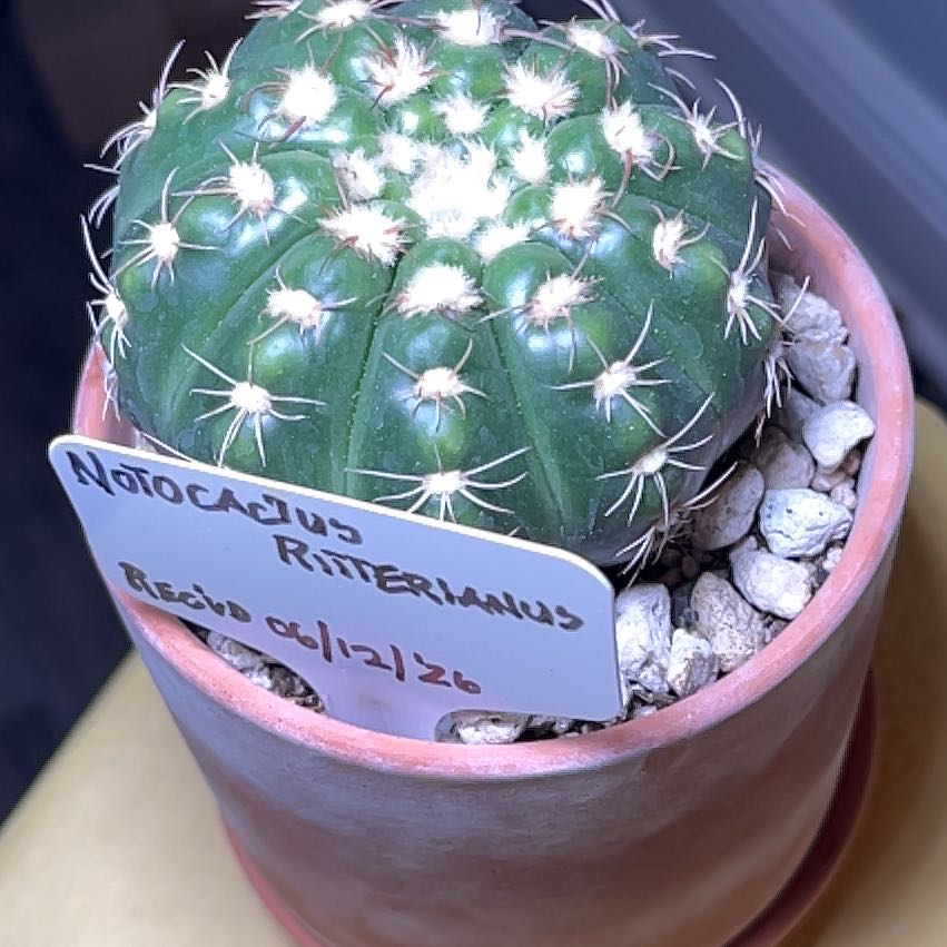 Photo of the plant species Cactus by @Ms.Persnickety named Notocactus ritterianus on Greg, the plant care app