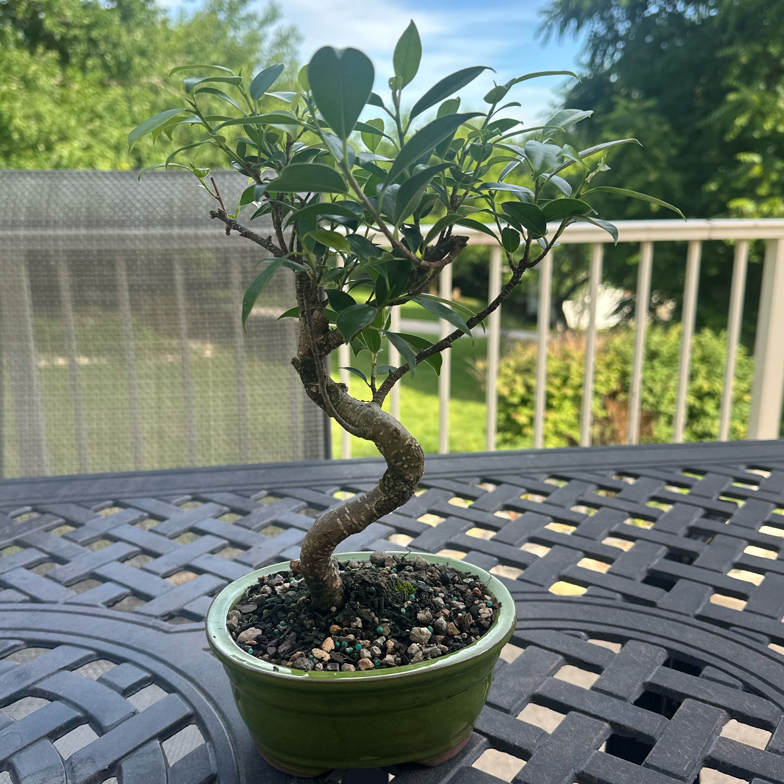 Photo of the plant species Golden Gate Ficus by @WeightyBluebill named Sir Plancelot on Greg, the plant care app