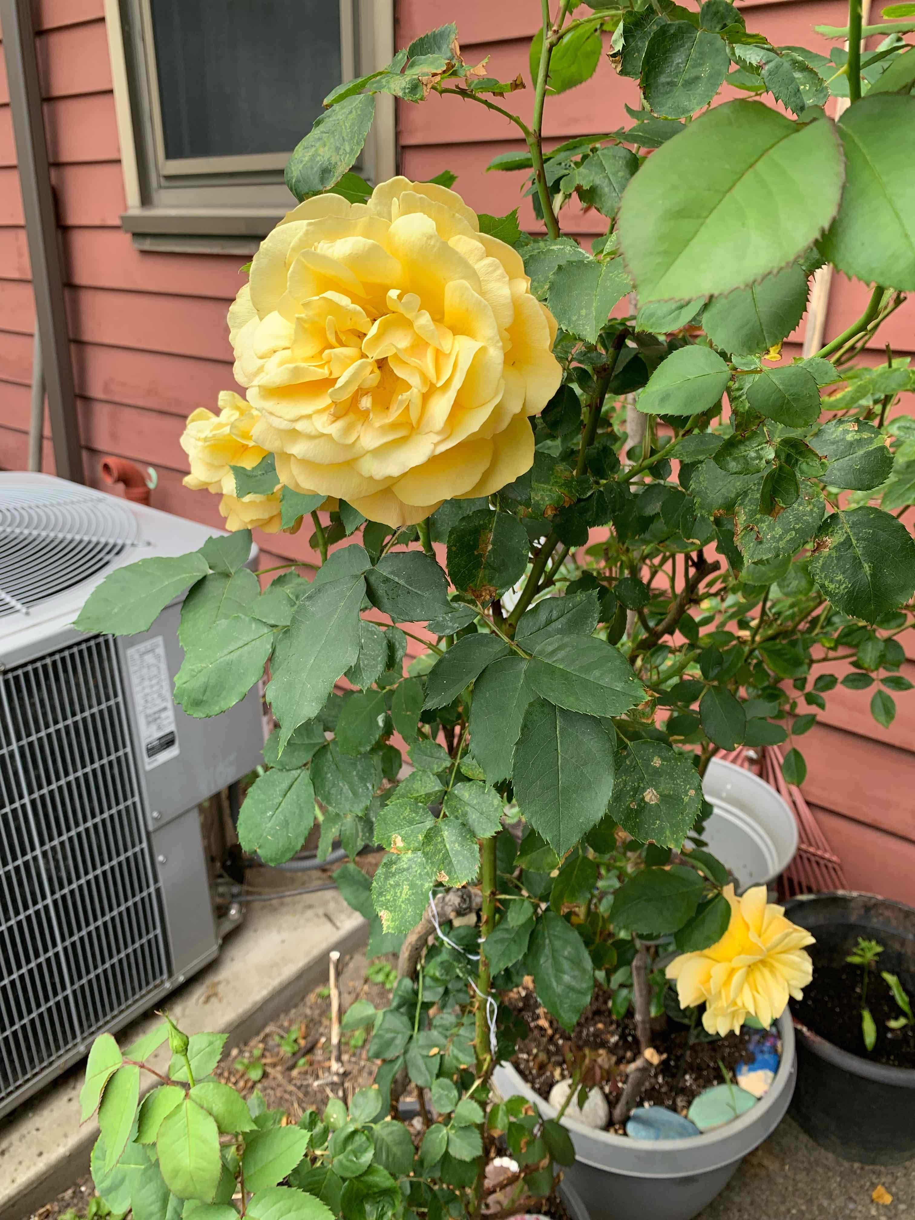 🌹 How Much Sunlight For Your Manchu Rose