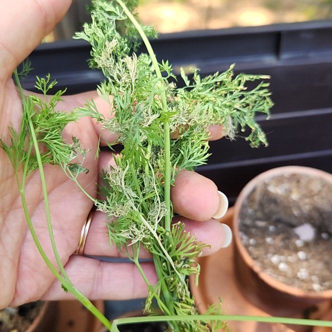 Photo of the plant species Southernwood by @HipCaladium43 named Wall-E on Greg, the plant care app