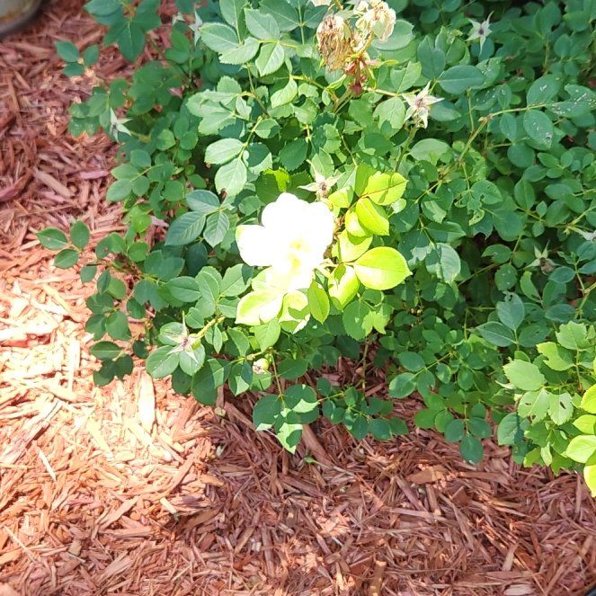 Photo of the plant species Scotch Rose by @HipCaladium43 named Anne on Greg, the plant care app