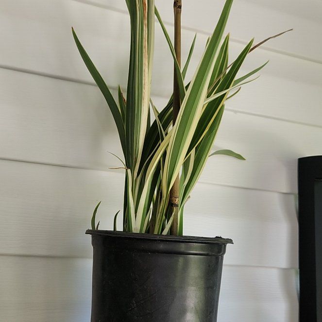 Photo of the plant species Variegated Flax Lily by @HipCaladium43 named Captain Plant-it on Greg, the plant care app