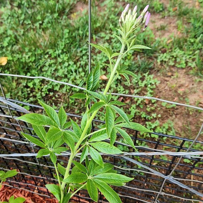 Photo of the plant species Cleome Hassleriana by @HipCaladium43 named Maya on Greg, the plant care app
