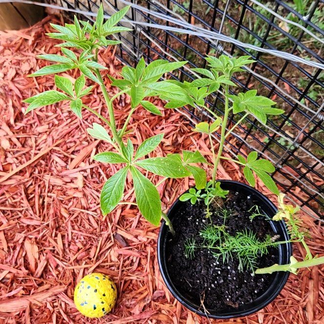 Photo of the plant species Cleome Hassleriana by @HipCaladium43 named Fernie Mercury on Greg, the plant care app