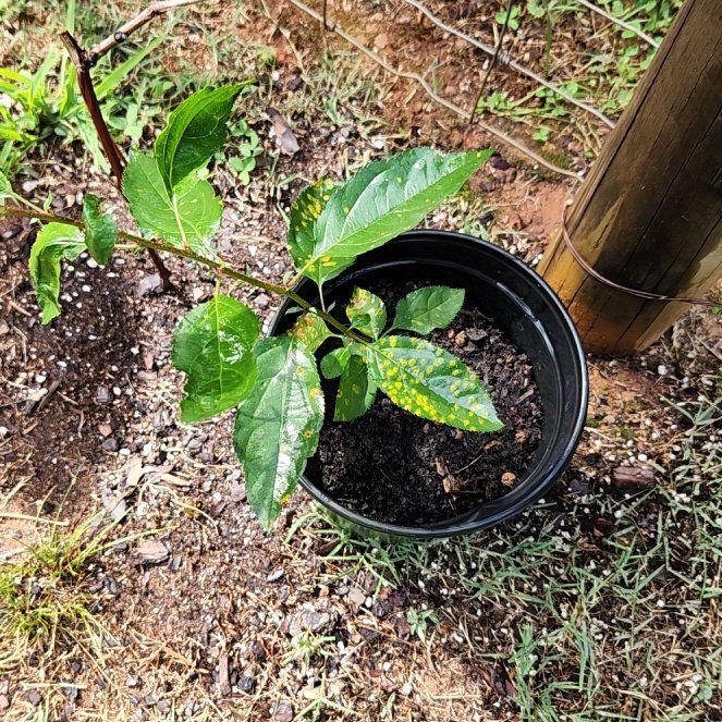 Photo of the plant species Passion Fruit by @HipCaladium43 named Spike Leaves on Greg, the plant care app