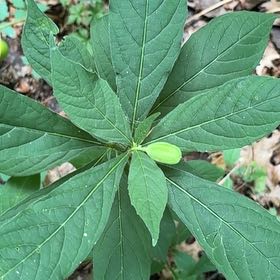 Photo of the plant species Cleome Hassleriana by @NewOricad71 named Fernie Mercury on Greg, the plant care app