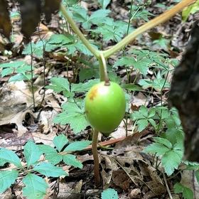 Photo of the plant species Mayapple by @NewOricad71 named Gregarious on Greg, the plant care app